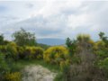vendesi ruderi e terreno a bettona in provincia di perugia in umbria