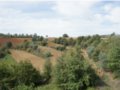 Vendesi agriturismo a Citta' della Pieve in provincia di Perugia