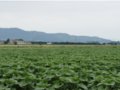 Vendesi casolare e terreno agricolo a Bastia Umbra in provincia di Perugia in Umbria