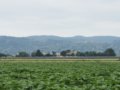 Vendesi casolare e terreno agricolo a Bastia Umbra in provincia di Perugia in Umbria