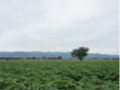 Vendesi casolare e terreno agricolo a Bastia Umbra in provincia di Perugia in Umbria