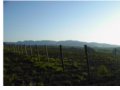 endesi terreno con rudere a montefalco in provincia di perugia in umbria