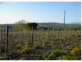 endesi terreno con rudere a montefalco in provincia di perugia in umbria