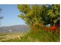 endesi terreno con rudere a montefalco in provincia di perugia in umbria