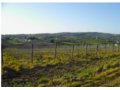 endesi terreno con rudere a montefalco in provincia di perugia in umbria