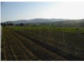 endesi terreno con rudere a montefalco in provincia di perugia in umbria